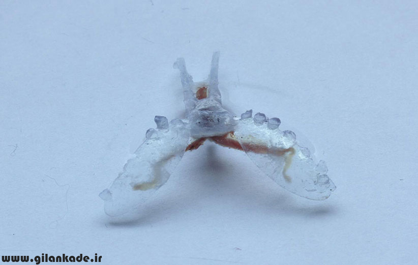  این ربات زنده با ماهیچه‌های حلزون دریایی حرکت می‌کند