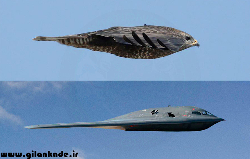  هواپیماها چقدر شبیه پرندگان هستند؟